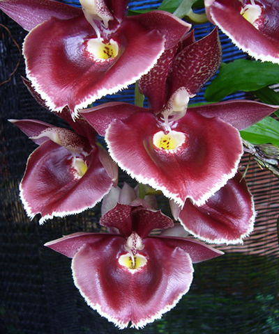 Catasetum pileatum Imperiales x Orchidglade